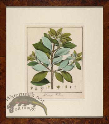 Hayne's Botanical in Burl 12